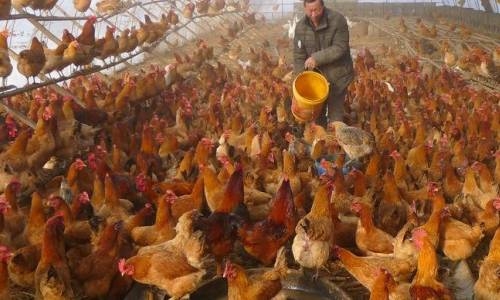 Rise in human bird flu cases in China shows risk of fast-changing variants