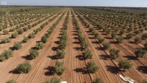 Saudi Arabia to impose 10-year jail time, over $8 million fine for cutting down trees