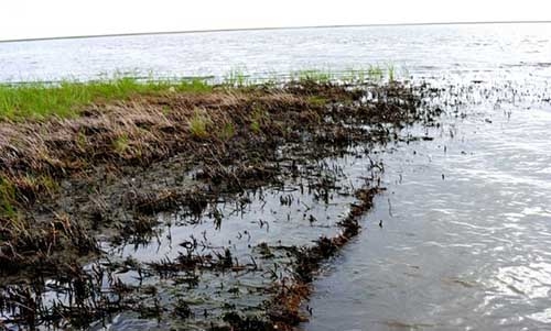 Oil-eating bacteria came to the rescue after BP spill Oil-eating bacteria came to the rescue after BP spill