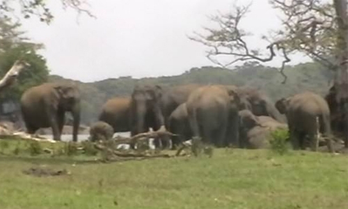 300 elephants pay last respects to their leader 