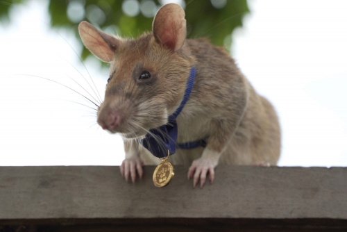 Landmine detection rat wins top UK animal bravery award