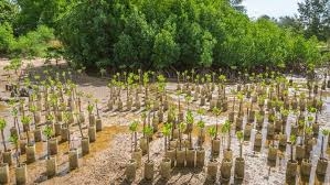 10 million trees to be planted for 10.6m UAE brand votes 10 million trees to be planted for 10.6m UAE brand votes