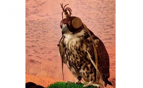 Falcons, salukis steal spotlight Falcons, salukis steal spotlight