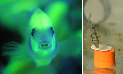 Fish turns gloomy when separated: study Fish turns gloomy when separated: study