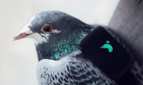 Pigeon patrol deployed to measure London air pollution