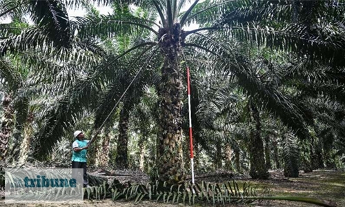 Green palm oil push: Kit Kat, Dove makers could face fines Green palm oil push: Kit Kat, Dove makers could face fines