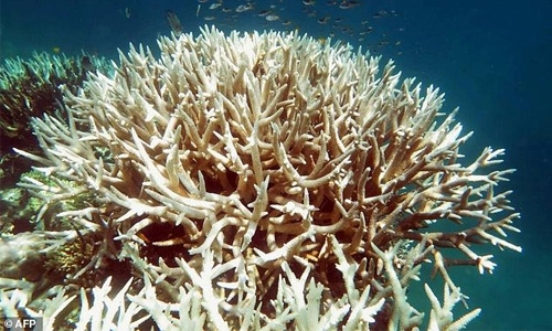 Vinegar offers hope in Barrier Reef starfish battle