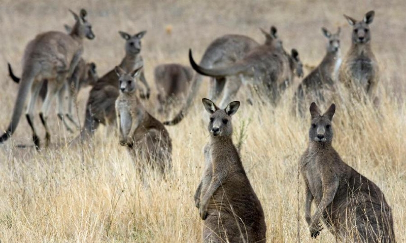 Men wanted for torturing kangaroos in Australia Men wanted for torturing kangaroos in Australia