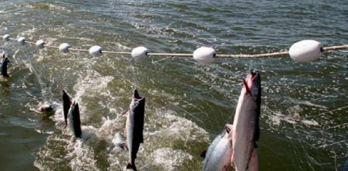 Two-month Kingfish fishing ban begins