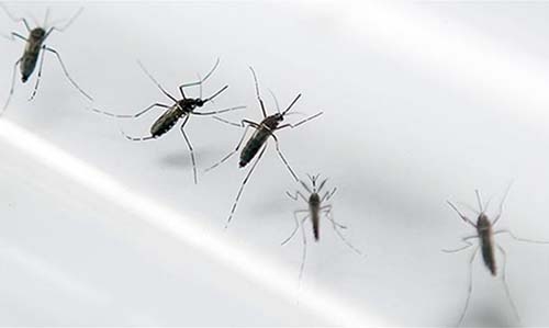 WHO says Zika response plan only 13 percent funded WHO says Zika response plan only 13 percent funded