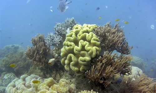 Great Barrier Reef bleaching worse than first thought