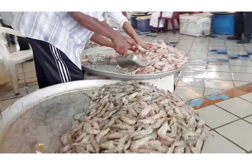 Bahrain lifts six-month shrimping ban today