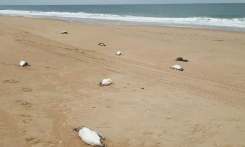 Around 2,000 penguins wash up dead on Uruguay coast
