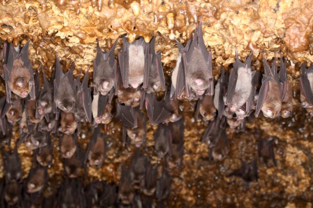 Wuhan lab ‘experimented on bats from cave where coronavirus may have originated’  