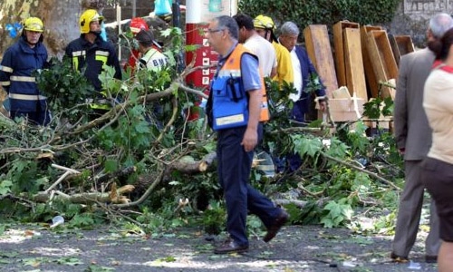 Falling tree kills 13 at Portugal religious festival Falling tree kills 13 at Portugal religious festival