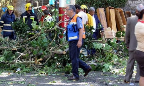 Falling tree kills 13 at Portugal religious festival