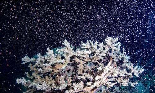 Parts of Australia's Great Barrier Reef show highest coral cover in 36 years