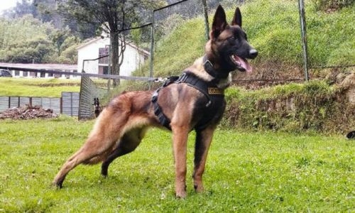 Rescue dog that helped find lost kids in Amazon is now missing Rescue dog that helped find lost kids in Amazon is now missing