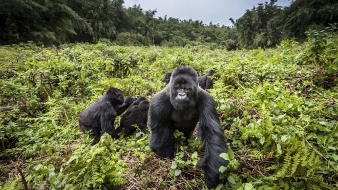 Four rare mountain gorillas 'die in Uganda lightning strike'