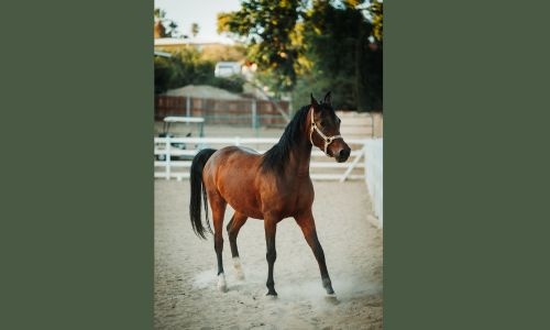 Man Steals $30,000 for a Horse, Cries When Caught: 