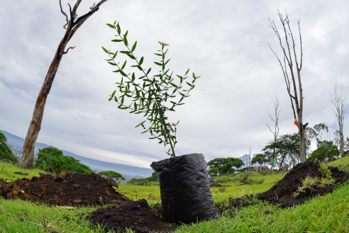 Planting trees in wrong places heats the planet: study