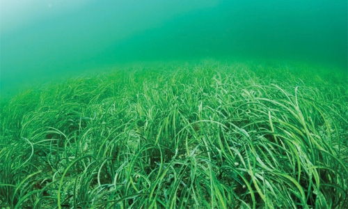 Firm to study  seagrass restoration