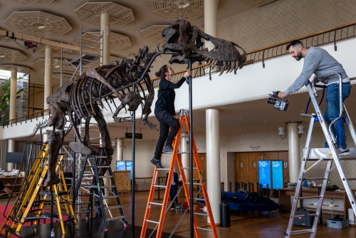 Scientists have bone to pick with T-Rex skeleton set to sell for millions Scientists have bone to pick with T-Rex skeleton set to sell for millions