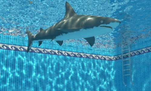 Live shark found in condo swimming pool