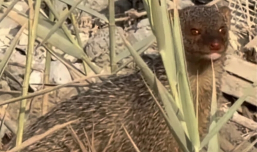 Mystery Creature Sparks Curiosity Mystery Creature Sparks Curiosity