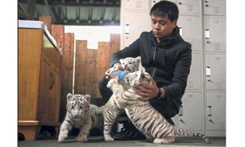 China purrs over white tiger triplets