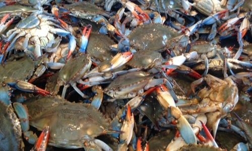 Bahrain bans crab fishing for two months