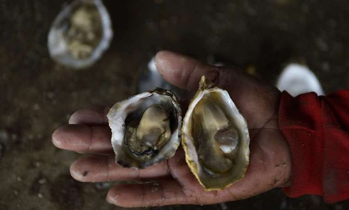 Tiny bits of plastic threaten oyster survival