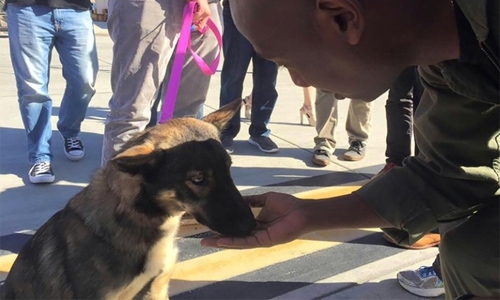 Dog lost at sea off California surfaces alive one month on Dog lost at sea off California surfaces alive one month on