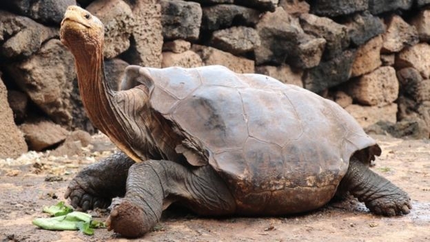 Tortoise with species-saving sex drive returns to Galápagos