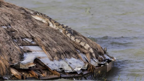 Expanding Lakes in Kenya Bring Crocodiles Into Villages Expanding Lakes in Kenya Bring Crocodiles Into Villages