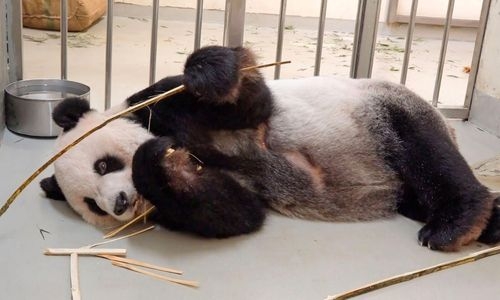 Beloved panda gifted by China to Taiwan dies Beloved panda gifted by China to Taiwan dies