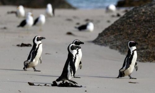 African penguins endangered by shipping noise in Algoa Bay