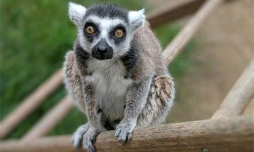 US man pleads guilty to stealing rare lemur