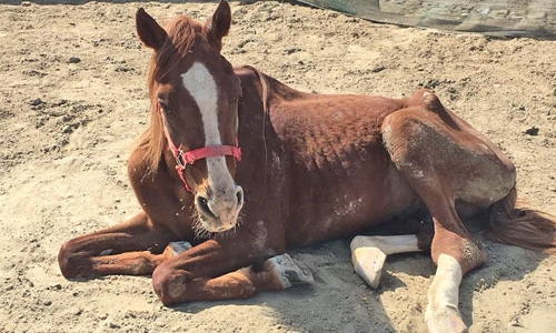 BSPCA to file case against man who abandoned horse to die
