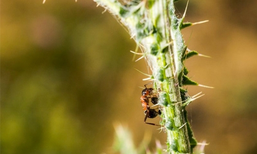 Ants are expert navigators, even walking backwards