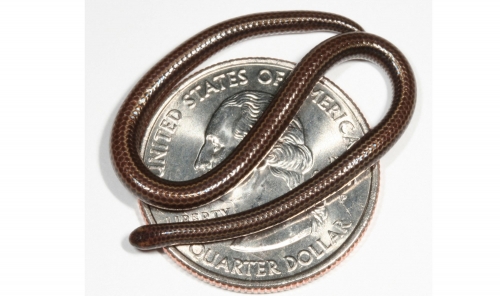 World's smallest snake makes big comeback