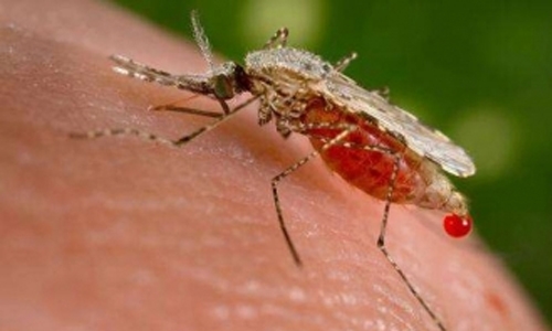 Five new malaria vaccine targets identified