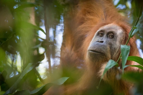 Four days of extreme rain killed 7% of world's rarest orangutans, study says Four days of extreme rain killed 7% of world's rarest orangutans, study says