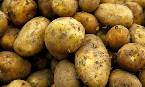 Contaminated potatoes seized in Oman Contaminated potatoes seized in Oman