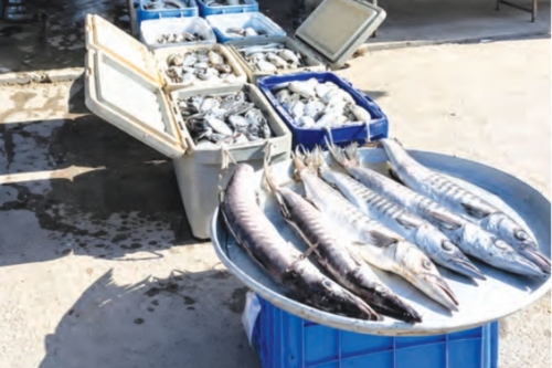 Fish prices stabilise in Bahrain as safi drops to BD4 after ban lift Fish prices stabilise in Bahrain as safi drops to BD4 after ban lift