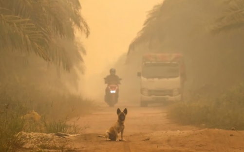 ‘Literally tasting the smoke’: Malaysians struggle as haze worsens ‘Literally tasting the smoke’: Malaysians struggle as haze worsens