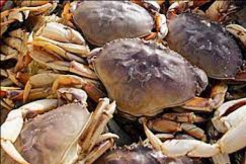 Four men held for illegal crabbing 
