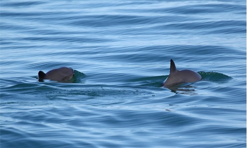 Will Mexico save its vanishing vaquita?