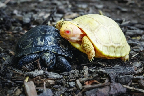 Rare albino Galapagos giant tortoise born at Swiss zoo Rare albino Galapagos giant tortoise born at Swiss zoo