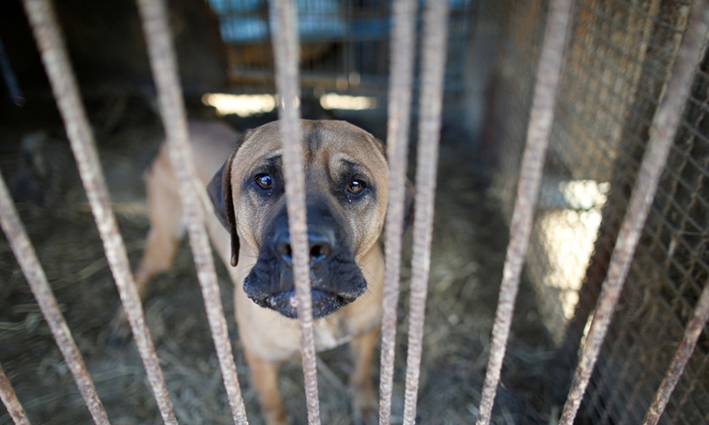 Killing of dogs for meat illegal, rules South Korean court 